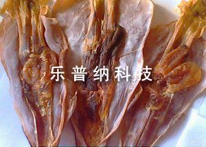 鱿鱼